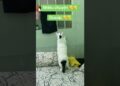 Gossip 😓😓😓 #cat #catlove #fun #pets #catvideos #funny #shorts
