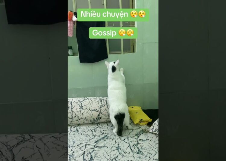 Gossip 😓😓😓 #cat #catlove #fun #pets #catvideos #funny #shorts