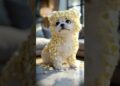 “One bite of chocolate and now he’s acting like royalty😂🐶 #CutieAlert #PetLife #PuppyVibes #funny