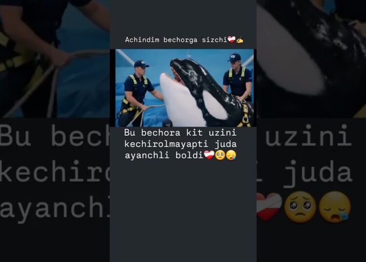 DAXSHAT KIT NIMAGA BAQIRYABDI😱 #trending #funny #shorts #reels #comedy #music #video #