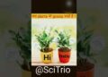 Do plants gossip?