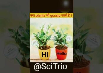 Do plants gossip?