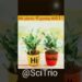 Do plants gossip?