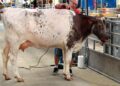 32,736 Visitors Attend Opening Day of 2025 New York State Fair | Entertainment
