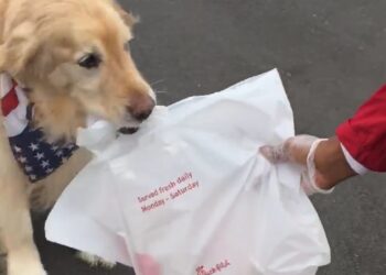 'Air Bud' movie franchise launches national search for next 'Buddy'