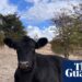 Cooking for Seamus: celebrities and chefs clamour to cook for a disabled bull in this irresistible show | YouTube