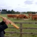 BBC A man wearing a black suit and a black cap playing a soprano saxophone to a field full of cows