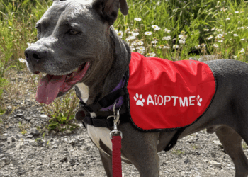 Feel Good Friday: Pet of the Month, a Sloth, and Pop Music | Culture + Life