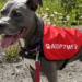Feel Good Friday: Pet of the Month, a Sloth, and Pop Music | Culture + Life