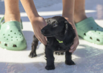 Final Friday Art Walk, Pooch Plunge, cinema, music and more events | News, Sports, Jobs
