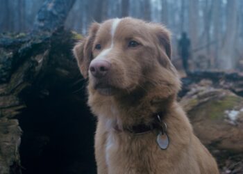 Good Boy Still 3 2