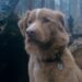 Good Boy Still 3 2