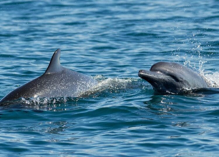 Mexico bans dolphin shows in historic win for animal welfare