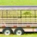 Westgate Trailers
