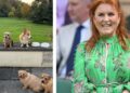 Sarah Ferguson gives rare update on late Queen's corgis | Royal | News