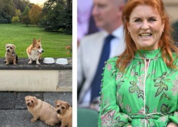 Sarah Ferguson gives rare update on late Queen's corgis | Royal | News
