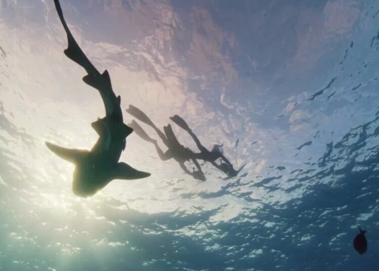 Celebrity means nothing to sharks (ITV)