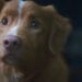 Indy the dog staring off, looking a little frightened, in the film Good Boy (2025).