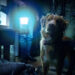 The Best Horror Movie Idea Of 2025 Is All About A Dog