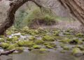 Putah Creek, a photograph by Dennis Ariza, will be available for viewing at The Crush on Sept. 1, 2025. (Courtesy of Dennis Ariza)