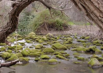 Putah Creek, a photograph by Dennis Ariza, will be available for viewing at The Crush on Sept. 1, 2025. (Courtesy of Dennis Ariza)