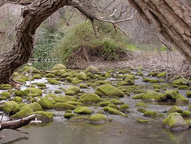 Putah Creek, a photograph by Dennis Ariza, will be available for viewing at The Crush on Sept. 1, 2025. (Courtesy of Dennis Ariza)