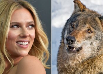 The USDA Is Using Scarlett Johansson And Adam Driver To Scare Off Wolves