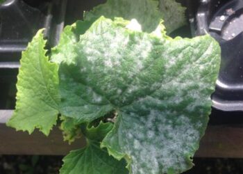 Tips for growing cucumbers, root vegetables