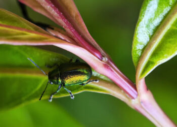 Dogbane beetles can be mixed with "shades of green, copper, blue, red, and of course gold," according to the Ohio State University extension.