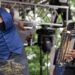 Zydeco weekend events in Louisiana | Entertainment/Life