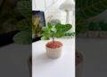 DIY miniature plant 🪴 #shorts #art #diy #muktaartandcraft #youtubeshorts