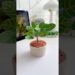 DIY miniature plant 🪴 #shorts #art #diy #muktaartandcraft #youtubeshorts
