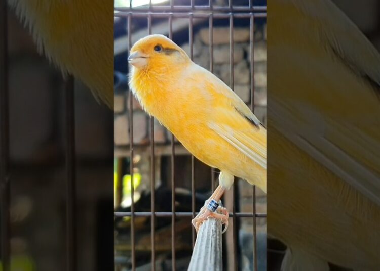 what’s the bird’s gossip | birds sound #birds #canary #animals #funny