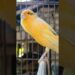 what’s the bird’s gossip | birds sound #birds #canary #animals #funny