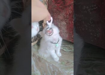 🤌🫠A Whisper of Royalty in Every Purr 🌬️🐾” #viralvideo #love #prettycat #kittencuddles