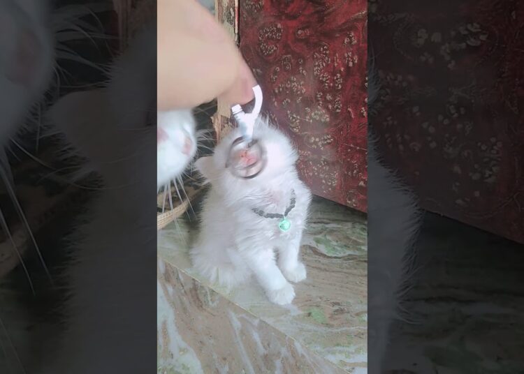 🤌🫠A Whisper of Royalty in Every Purr 🌬️🐾” #viralvideo #love #prettycat #kittencuddles