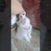 🤌🫠A Whisper of Royalty in Every Purr 🌬️🐾” #viralvideo #love #prettycat #kittencuddles