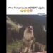 Monday Again…😂😭😡 #song #music #funny #weekend #shortsviral
