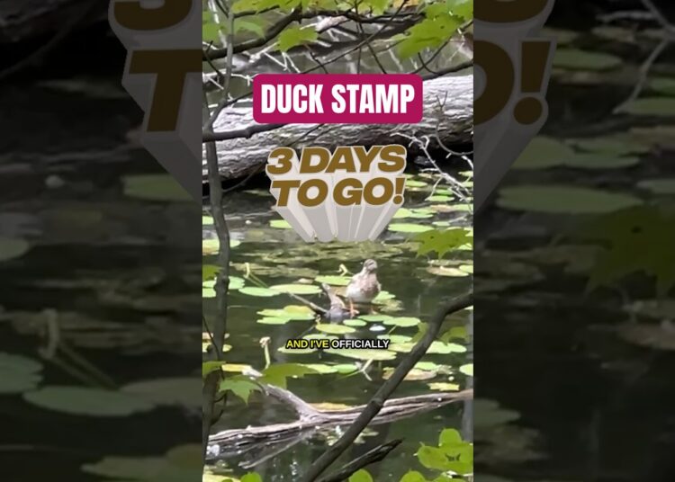 My pick to win!! #duckstamp #competition #art #ducks #painting
