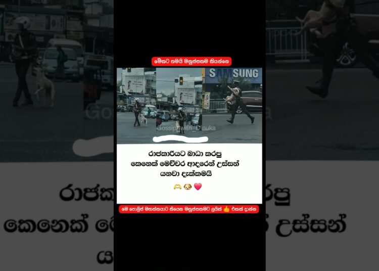 එයත් කලින් පොලිස් මහත්තයෙක් වෙන්න ඇති.😇 #srilanka #police #animals #gossip #doglove