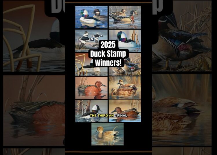 Winners! Another great year 🥲 #ducks #art #competition #winners