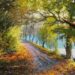 “Autumn Trail” Acrylic painting. Artist – Viktor Yushkevich. #216