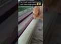 Maku gossips ante istam #rio #roxy #doglove #pets #trending #viralvideo