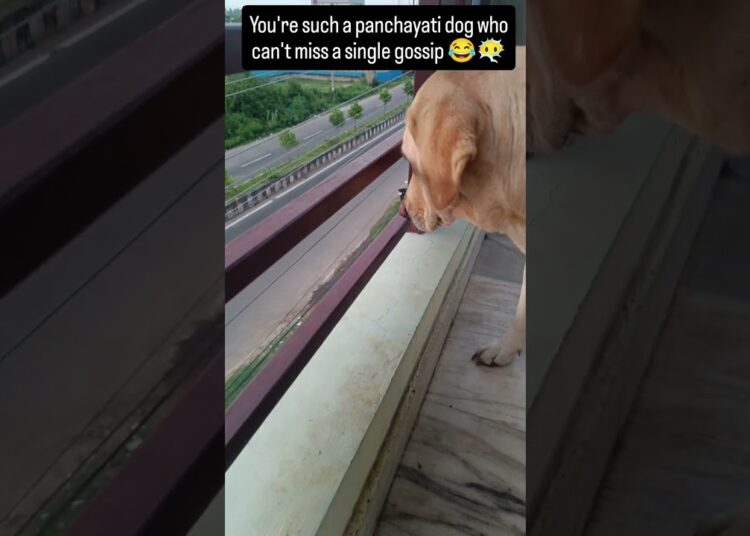 Maku gossips ante istam #rio #roxy #doglove #pets #trending #viralvideo