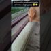 Maku gossips ante istam #rio #roxy #doglove #pets #trending #viralvideo