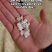 Bits of chewed gum rest in an open palm