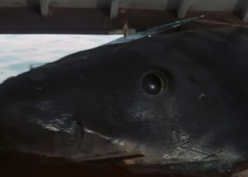 Badlands Director Is Wrong About Jaws