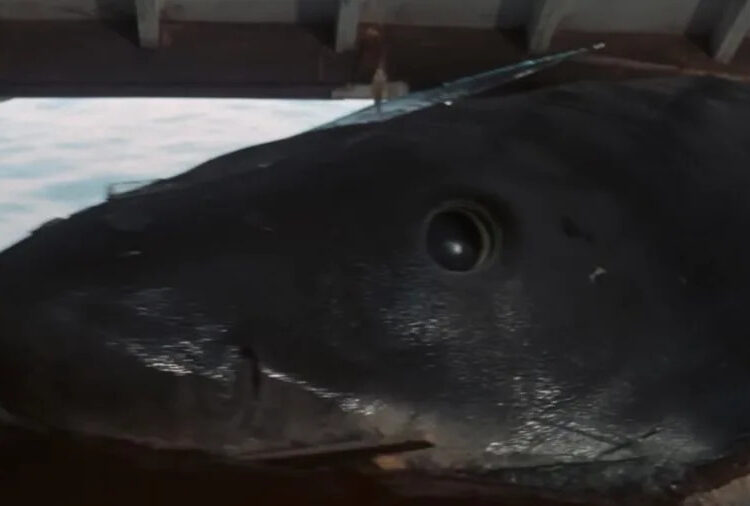 Badlands Director Is Wrong About Jaws