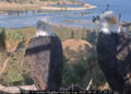 Big Bear Lake's famed bald eagle couple Jackie and Shadow were spotted paying a visit to their nest on Friday, Sept. 27, 2025.