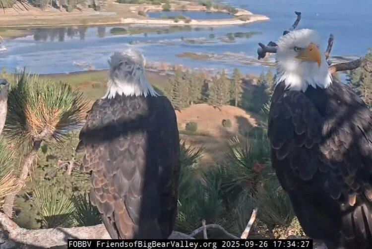 Big Bear Lake's famed bald eagle couple Jackie and Shadow were spotted paying a visit to their nest on Friday, Sept. 27, 2025.